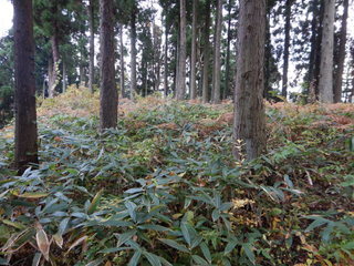 DSCN0531.JPG