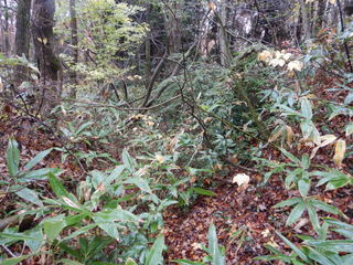 DSCN1165.JPG