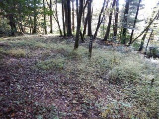 DSCN7381.JPG