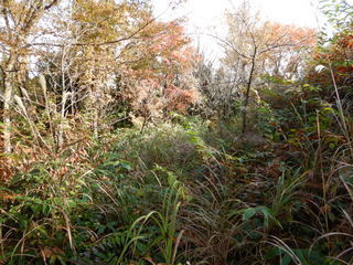 DSCN7487.JPG