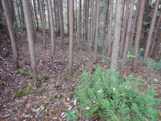 DSCN7618.JPG