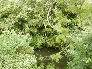 DSCN0129.JPG